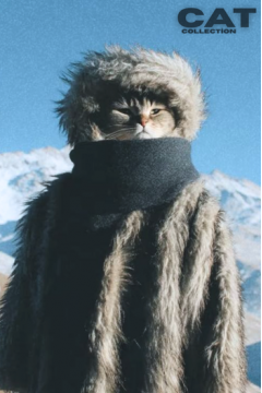 Cat Collection